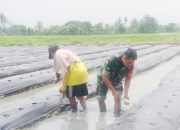 Babinsa Koramil 2302/Bojonegara, Bintahwil Pendampingan Masang Mulsa