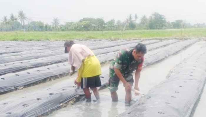 Babinsa Koramil 2302/Bojonegara, Bintahwil Pendampingan Masang Mulsa