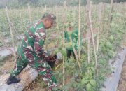 Babinsa Koramil 2305/Cinangka, Bintahwil Perawatan Kacang Panjang