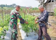 Babinsa Koramil 2306/Mancak, Bintahwil Memetik Cabe