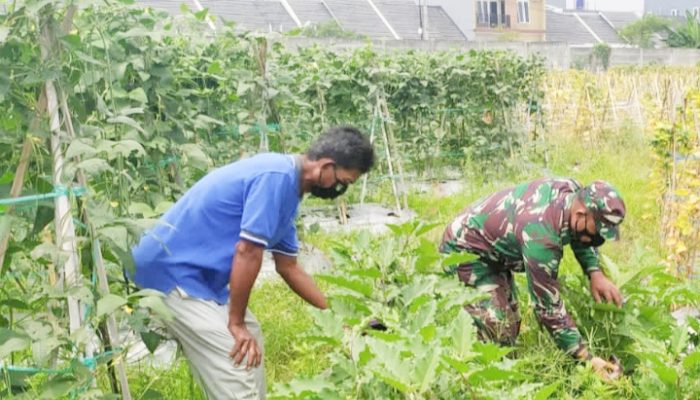 Babinsa Koramil 2306/Mancak, Bintahwil Pemeliharaan Ketapang