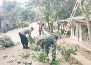 Babinsa Koramil 2305/Cinangka, Karbak Pemangkasan Pohon