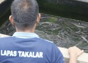 Warga Binaan Lapas Takalar Optimalkan Budidaya Ikan Lele