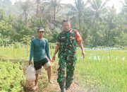 Babinsa Koramil 2302/Bojonegara, Bintahwil Pendampingan Pengelolaan Sawah