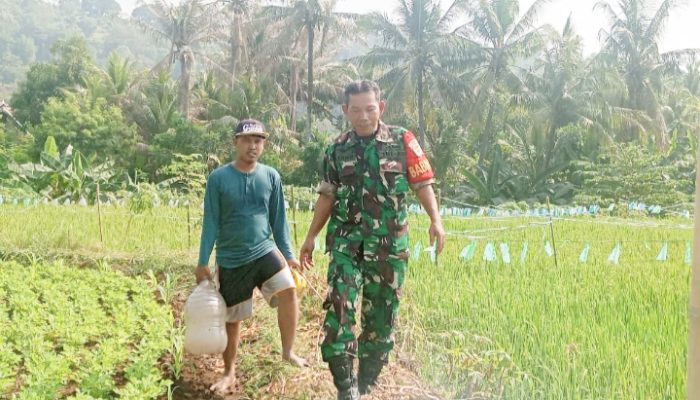 Babinsa Koramil 2302/Bojonegara, Bintahwil Pendampingan Pengelolaan Sawah