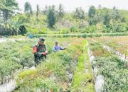 Babinsa Koramil 2304/Anyer, Bintahwil Perawatan Tanaman Cabe