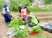 Babinsa Koramil 2301/Cilegon, Bintahwil Ketahanan Pangan