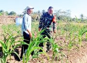 Babinsa Koramil 2305/Cinangka, Bintahwil Perawatan Tanaman Jagung