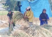 Babinsa Koramil 2306/Mancak, Bintahwil Panen Padi Warga