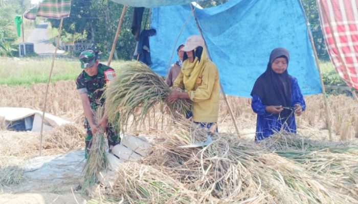 Babinsa Koramil 2306/Mancak, Bintahwil Panen Padi Warga