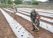 Babinsa Koramil 2304/Anyer, Bintahwil Pendampingan Perawatan Tanaman Timun