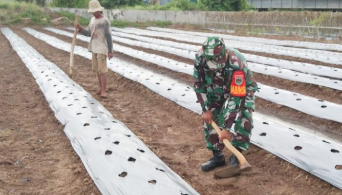Babinsa Koramil 2304/Anyer, Bintahwil Pendampingan Perawatan Tanaman Timun