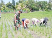 Babinsa Koramil 2304/Anyer, Bintahwil Pendampingan Penanaman Padi