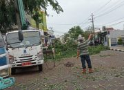 Pemkot Pangkalpinang Bersama Stakeholder Terkait Lakukan Penebangan Pohon