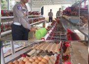 Dukung Program Ketahanan Pangan, Ditlantas Polda Babel Panen Telur Ayam Dan Bagi-bagi Ke Masyarakat