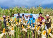 Benih Jagung Hibrida PT. Bayer Indonesia, DK 9209 Siap ramaikan pasar dengan kualitas terbaik