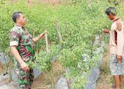 Babinsa Koramil 2305/Cinangka, Bintahwil Pendampingan Tanaman Cabe