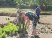 Babinsa Koramil 2303/Pulomerak, Bintahwil Pendampingan Pertanian Menyiapkan Lahan