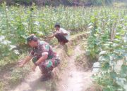 Babinsa Koramil 2306/Mancak, Bintahwil Perawatan Ketahanan Pangan