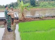 Babinsa Koramil 2305/Cinangka, Bintahwil Pendampingan Penanaman Padi