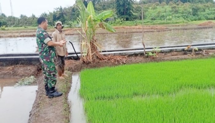 Babinsa Koramil 2305/Cinangka, Bintahwil Pendampingan Penanaman Padi