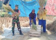 Babinsa Koramil 2306/Mancak, Bintahwil Memanen Padi