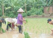 Babinsa Koramil 2302/Bojonegara, Bintahwil Pendampingan Pengelolahan Tanam Padi