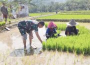 Babinsa Koramil 2303/Pulomerak, Bintahwil Pendampingan Tanam Padi