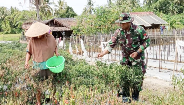 Babinsa Koramil 2305/Cinangka, Bintahwil Pendampingan Tanaman Cabe