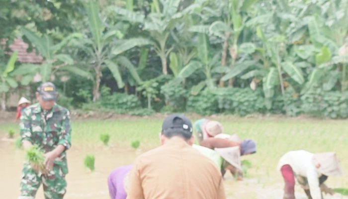 Babinsa Koramil 2302/Bojonegara, Bintahwil Pendampingan Pengelolaan Lahan