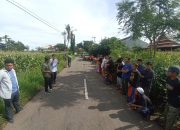 3 Varitas Benih Dekalb unggul di Kecamatan Kelara