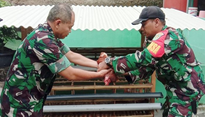 Koramil 2304/Anyer Dukung Program Ayam Petelor