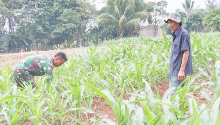 Babinsa Koramil 2304/Anyer, Bintahwil Pendampingan Perawatan
