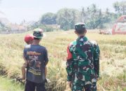 Babinsa Koramil 2301/Cilegon, Puan Ter Pendampingan Poktan