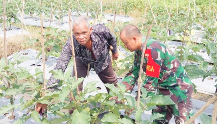 Babinsa Koramil 2306/Mancak, Bintahwil Membantu Kegiatan Ketapang
