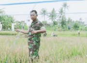 Babinsa Koramil 2301/Cilegon, Bintahwil Pembinaan dan Penatahan