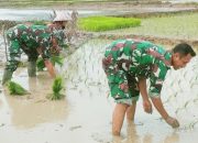 Babinsa Koramil 2302/Bojonegara, Bintahwil Pendampingan Pengolahan