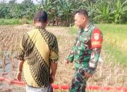 Babinsa Koramil 2305/Cinangka, Bintahwil Pendampingan Pengolahan Sawah