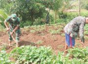 Babinsa Koramil 2306/Mancak, Bintahwil Perawatan Ketahanan Pangan