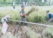 Babinsa Koramil 2301/Cilegon, Bintahwil Panen Padi