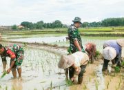 Babinsa Koramil 2302/Bojonegara, Bintahwil Pendampingan Tanam Padi