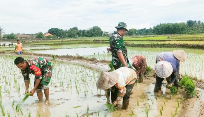Babinsa Koramil 2302/Bojonegara, Bintahwil Pendampingan Tanam Padi