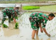 Babinsa Koramil 2301/Cilegon, Bintahwil Pemupukan Lahan Padi