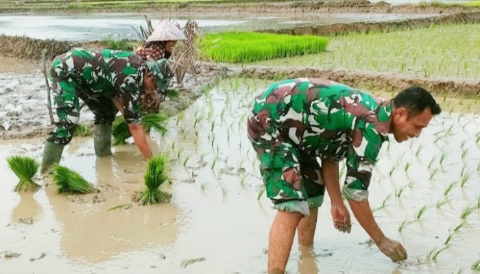 Babinsa Koramil 2301/Cilegon, Bintahwil Pemupukan Lahan Padi