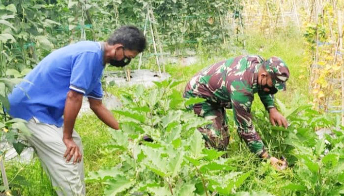 Babinsa Koramil 2306/Mancak, Bintahwil Pemeliharaan Ketahanan Pangan