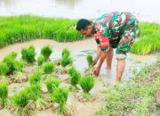 Babinsa Koramil 2302/Bojonegara, Bintahwil Penggemukan Tamanan Jagung