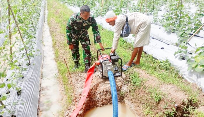 Babinsa Koramil 2305/Cinangka, Bintahwil Pendampingan Tanaman Kacang Panjang