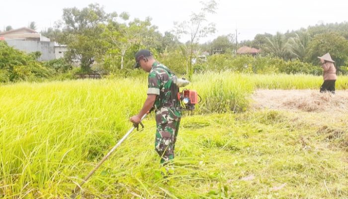 Babinsa Koramil 2306/Mancak Karbak Pembersihan Lahan Sawah