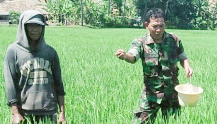 Babinsa Koramil 2302/Bojonegara, Bintahwil Penggemukan Tamanan Padi