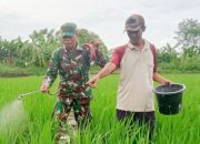 Babinsa Koramil 2304/Anyer, Bintahwil Perawatan Tanaman Padi
